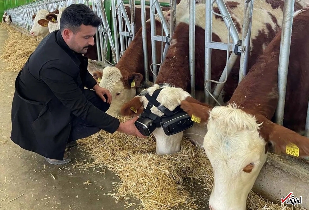 گاو&zwnj;هایی که عینک واقعیت مجازی می&zwnj;زنند!