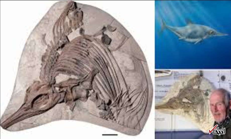 کشف فسیل یک اژد&zwnj;های دریایی عظیم الجثه در انگلستان
