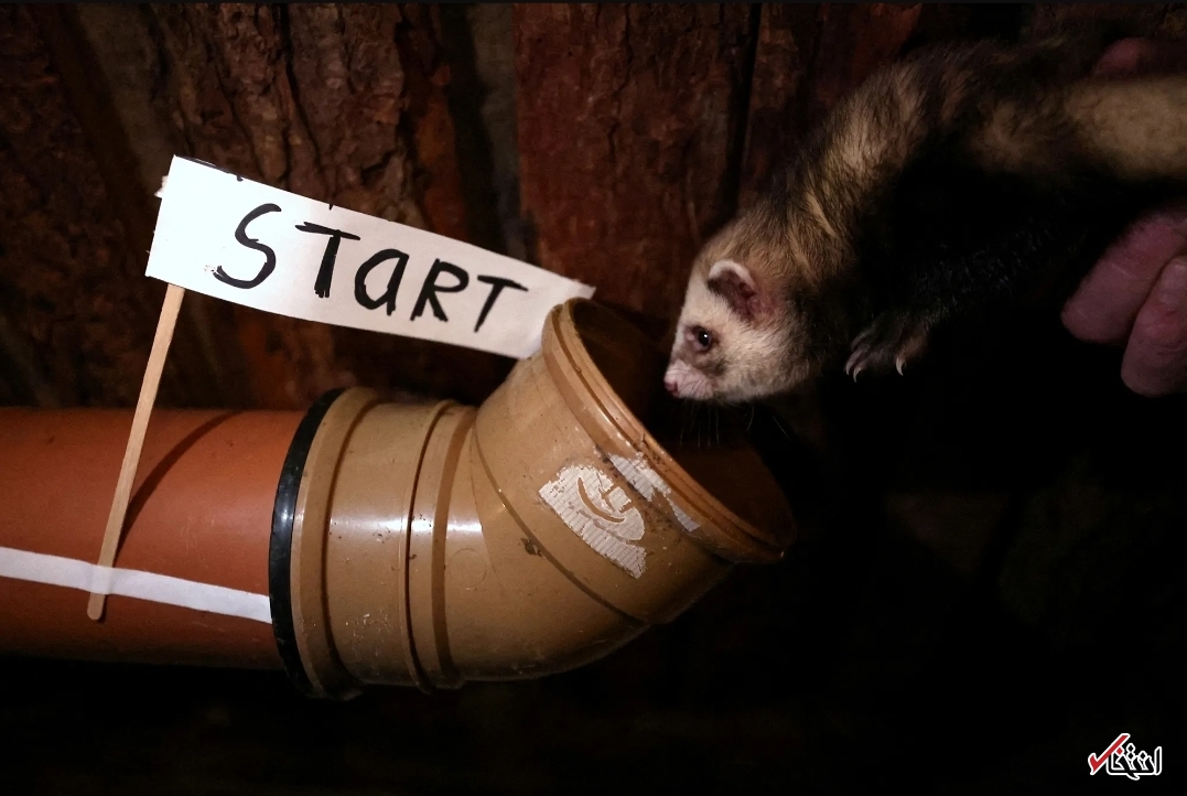 تصاویر یکی از عجیب&zwnj;ترین مسابقات جهان