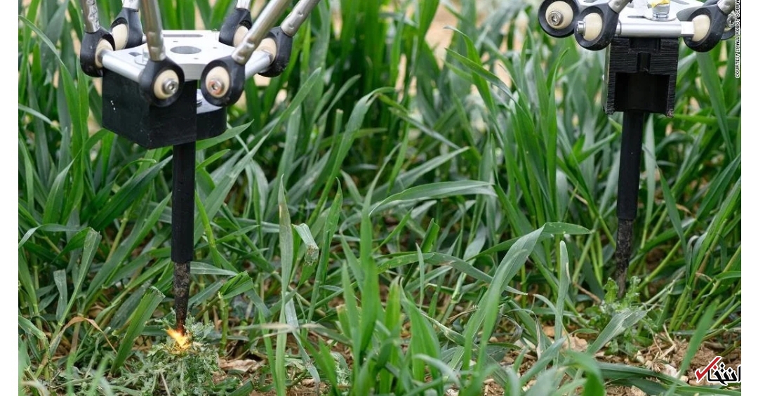  علف&zwnj;های هرز 