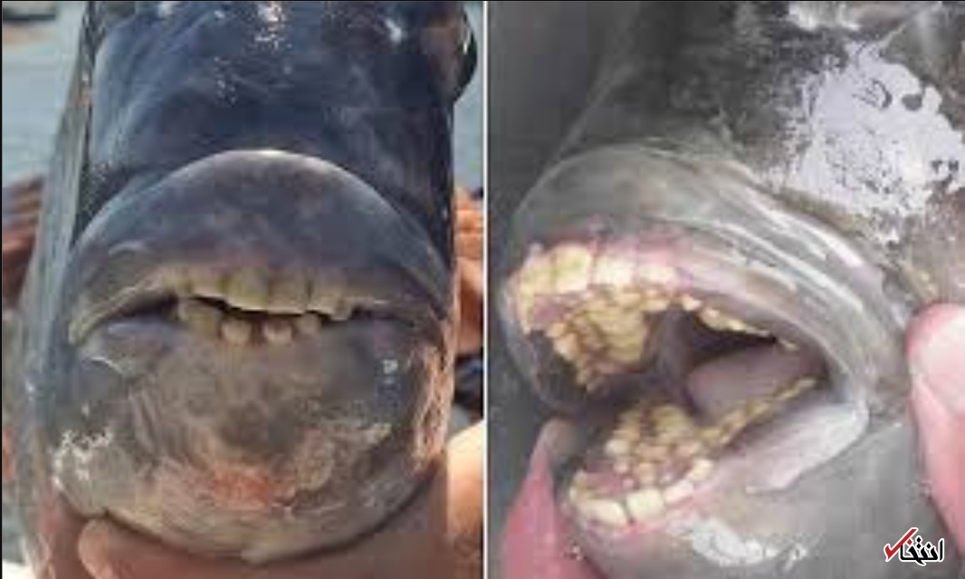 شکار یک ماهی عجیب 