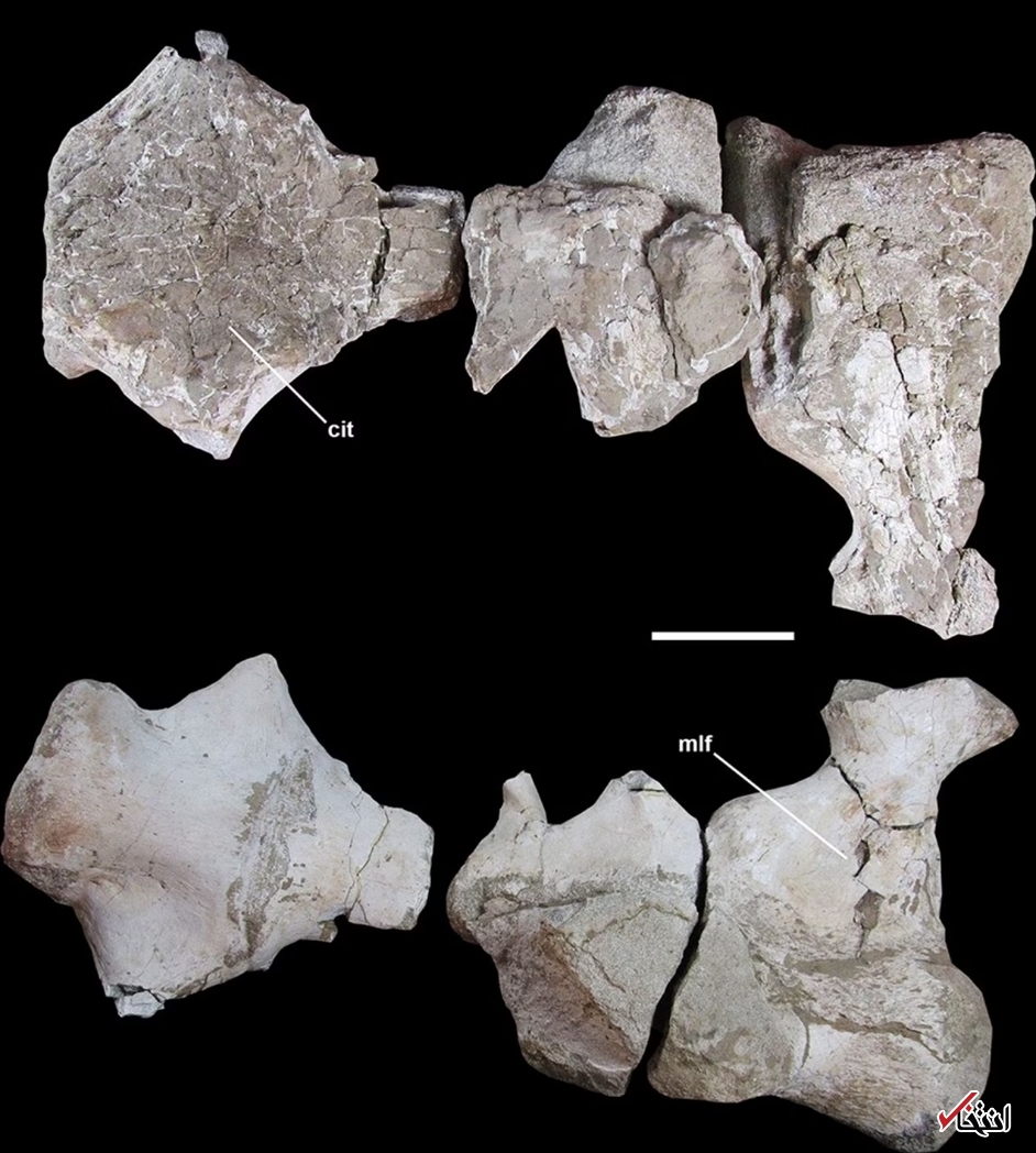 کشف دایناسور&zwnj;