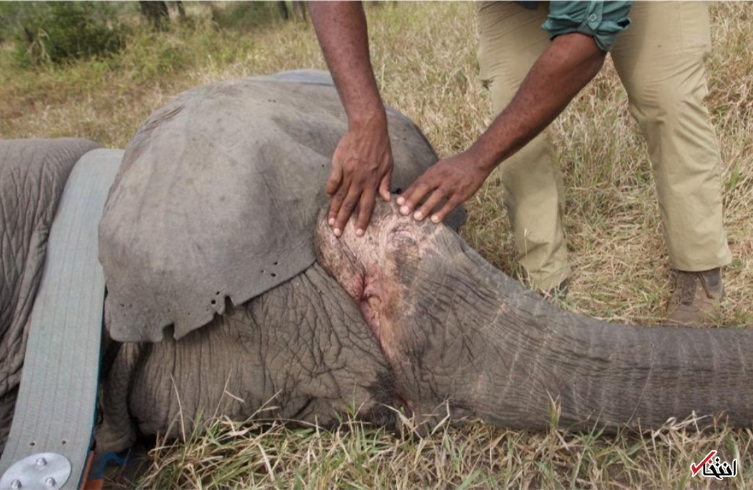 واکنش عجیب فیل&zwnj;ها به شکار بی رحمانه/داستان فیل&zwnj;هایی که عاج ندارند