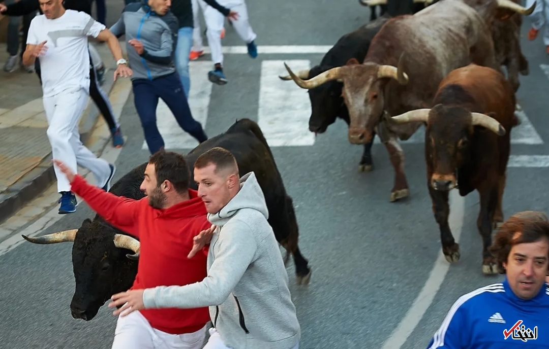 عاقبت گاوبازی مرد ۵۵ ساله به مرگ ختم شد