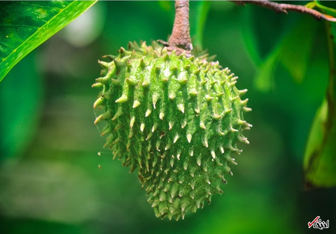 خوراکی کمیاب و عجیبی که با سرطان می&zwnj;جنگد