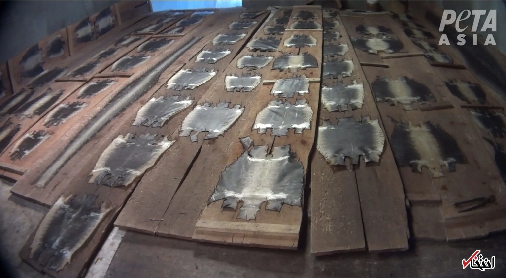 کشتار بی رحمانه حیوانات در برند&zwnj;های مشهور جهان/ پشت پرده&zwnj;ای خونبار از تولیدات لاکچری&nbsp; پوشاک