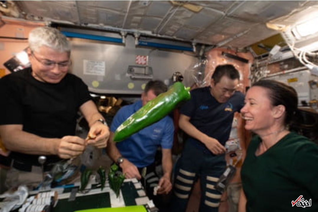 رشد فلفل&zwnj;های بسیار بزرگ در فضا