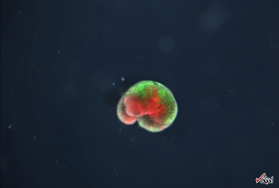 تولید مثل اولین ربات&zwnj;های زنده جهان