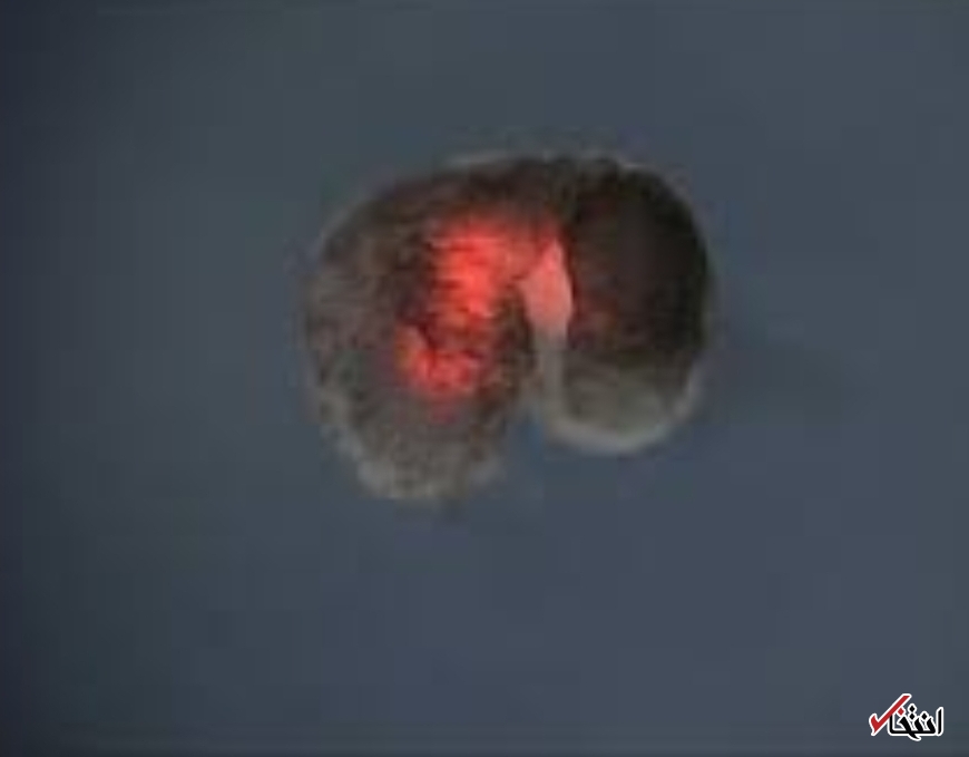 تولید مثل اولین ربات&zwnj;های زنده جهان