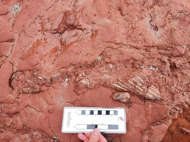 کشف فسیل جانوری ناشناخته قدیمی&zwnj;تر از دایناسورها