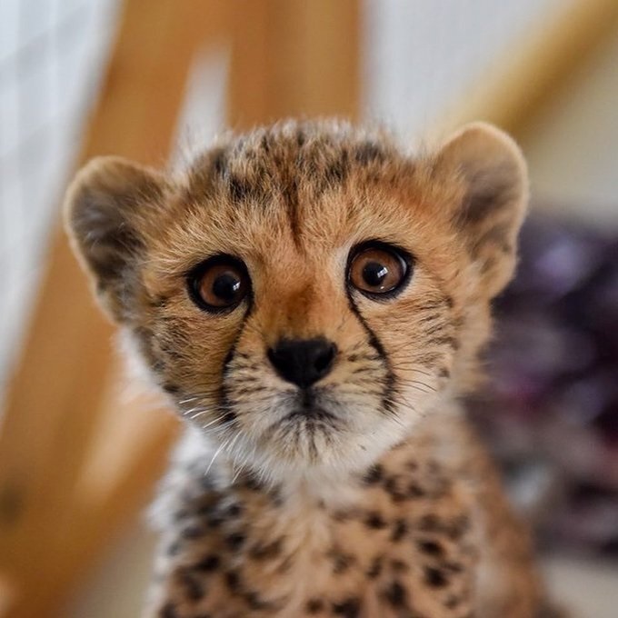 سلاجقه: &laquo;پیروز&raquo; انسان را بسیار بهتر از مادرش تحویل می&zwnj;گیرد